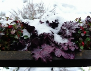 Blumenkasten vor der Laube