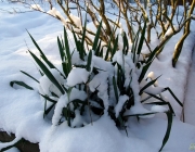 Fädrige Palmlilie (Yucca filamentosa)