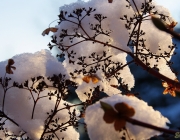 Kletterhortensie (Hydrangea petiolaris)