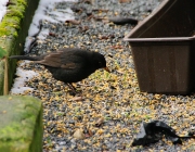 Amsel (Turdus merula)