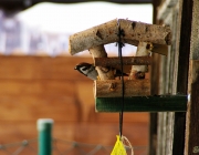 Feldsperling (Passer montanus)