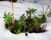 Lupinen (Lupinus)