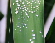 Palmlilie (Yucca filamentosa)