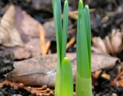 Narzissen (Narcissus)