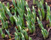 Kleines Schneeglöckchen (Galanthus nivalis)