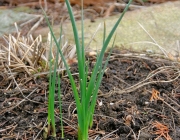 Schwertlilie (Iris) und Narzisse (Narcissus)