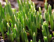 Kleines Schneeglöckchen (Galanthus nivalis)