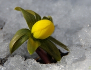 Winterling (Eranthis hyemalis)