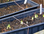 Narzissen (Narcissus)