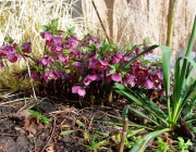 Orientalische Nieswurz (Helleborus orientalis)