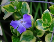 Großes Immergrün (Vinca major 'Variegata')