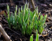 Kleines Schneeglöckchen (Galanthus nivalis)