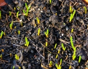 Traubenhyazinthen (Muscari)