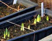 Narzissen (Narcissus)
