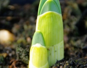 Narzissen (Narcissus)