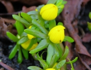 Winterling (Eranthis hyemalis)