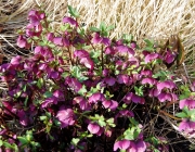 Orientalische Nieswurz (Helleborus orientalis)