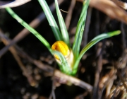 Krokus (Crocus)