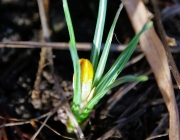 Krokus (Crocus)