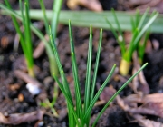 Krokus (Crocus)