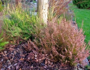 Heidekraut (Erica)