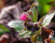 Lungenkraut (Pulmonaria officinalis)