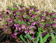 Orientalische Nieswurz (Helleborus orientalis)