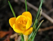 Krokus (Crocus)