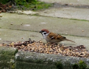Feldsperling (Passer montanus)