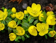 Winterlinge (Eranthis hyemalis)