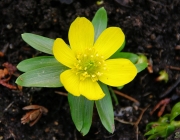Winterlinge (Eranthis hyemalis)
