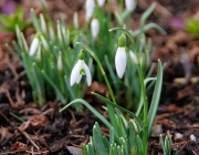 Schneeglöckchen (Galanthus nivalis)