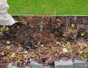 Blumenbeet
