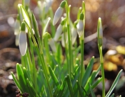 Schneeglöckchen (Galanthus nivalis)