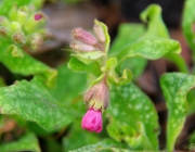 Lungenkraut (Pulmonaria officinalis)