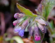 Lungenkraut (Pulmonaria officinalis)