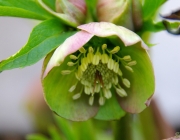 Orientalische Nieswurz (Helleborus orientalis)