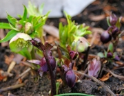 Orientalische Nieswurz (Helleborus orientalis)
