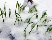 Schneeglöckchen (Galanthus nivalis)