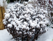 Herbstastern (Aster dumosus)