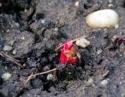 Rhabarber (Rheum rhabarbarum)