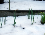 Knoblauch (Allium sativum)