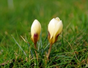 Krokusse (Crocus)