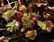 Akelei (Aquilegia)