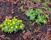 Winterlinge (Eranthis hyemalis)