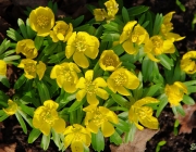 Winterlinge (Eranthis hyemalis)