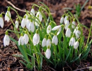 Schneeglöckchen (Galanthus nivalis)
