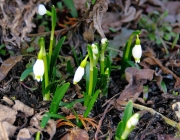 Märzenbecher (Leucojum vernum)