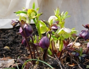 Lenzrosen (Helleborus orientalis)