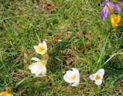 Krokus (Crokus)